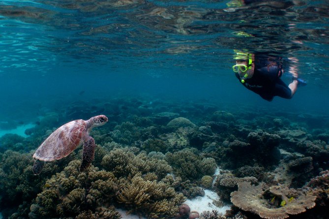 Marine Eco Safari - Swim with Manta Rays - Who will get the most from this tour