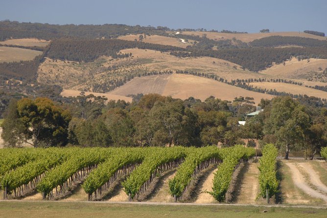 McLaren Vale and Glenelg Wine Tasting and Sightseeing (Half-day Afternoon) - Chapel Hill Winery: a polished first tasting