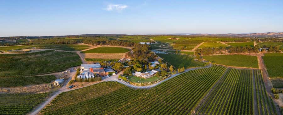 McLaren Vale North: Hop-On Hop-Off Tour - McLaren Vale North without the driving puzzle