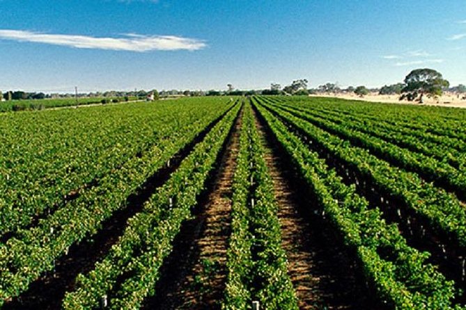 McLaren Vale Private Luxury Wine Tour - Full Day - What the $211.59 price really covers