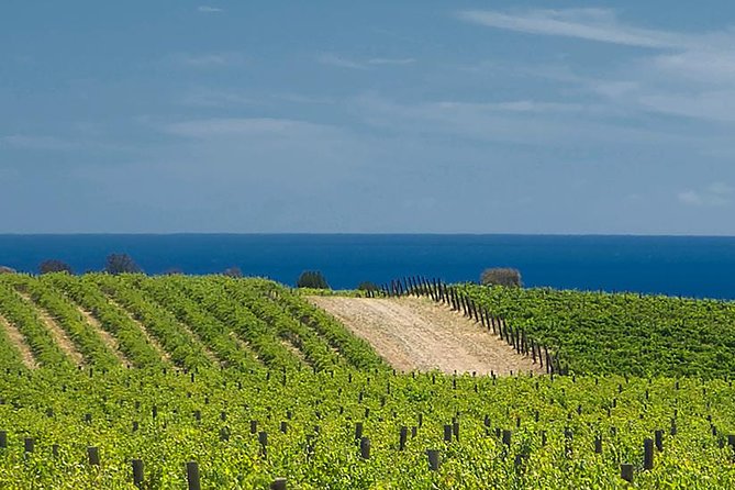 McLaren Vale Winery Small Group Tour with Wine Tasting and Lunch - Why McLaren Vale makes a fine day from Adelaide