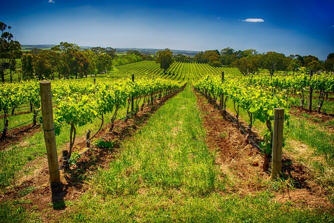 McLaren Vale Winery Small Group Tour with Wine Tasting and Lunch - The d’Arenberg Cube adds a quick visual break