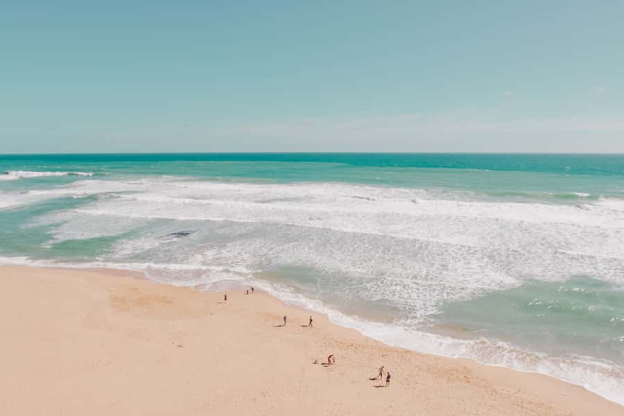 Melbourne: 12 Apostles, Otways & Great Ocean Road Day Tour - The Californian Redwoods bring a change of scale