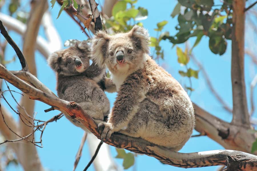 Melbourne: 12 Apostles, Otways & Great Ocean Road Day Tour - What the $155 price really buys you