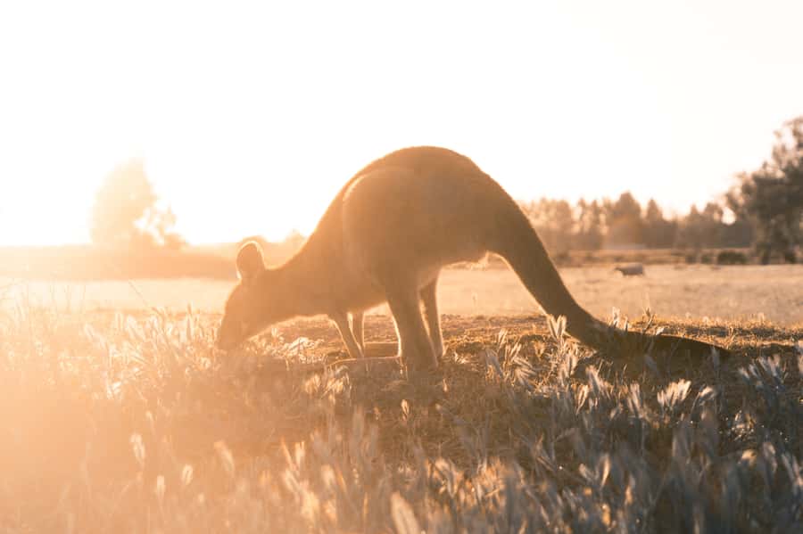 Melbourne: 12 Apostles, Otways & Great Ocean Road Day Tour - The minivan rhythm and the people who make the day work