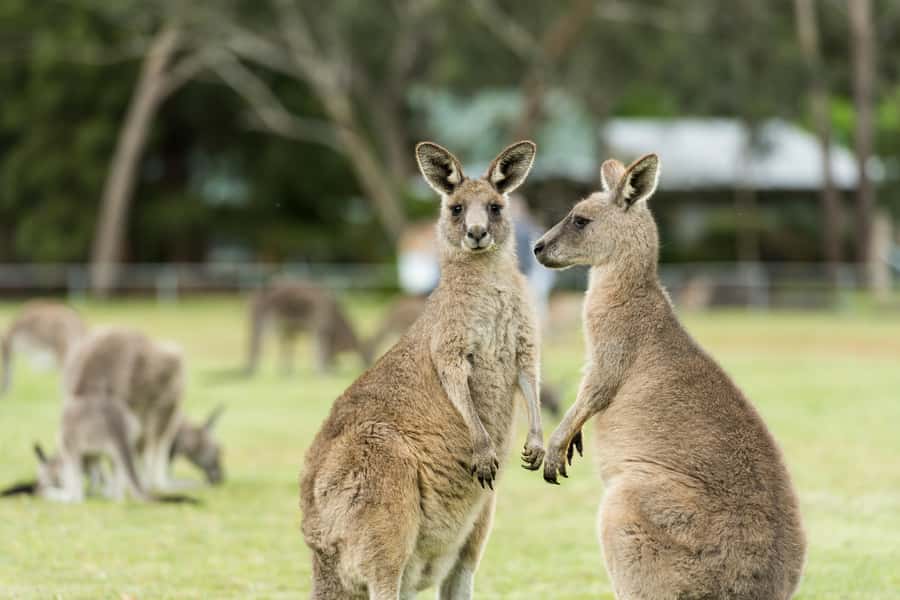 Melbourne: 2-Day Great Ocean Road & Grampians Tour - Lunch at Apollo Bay and the Otway rainforest