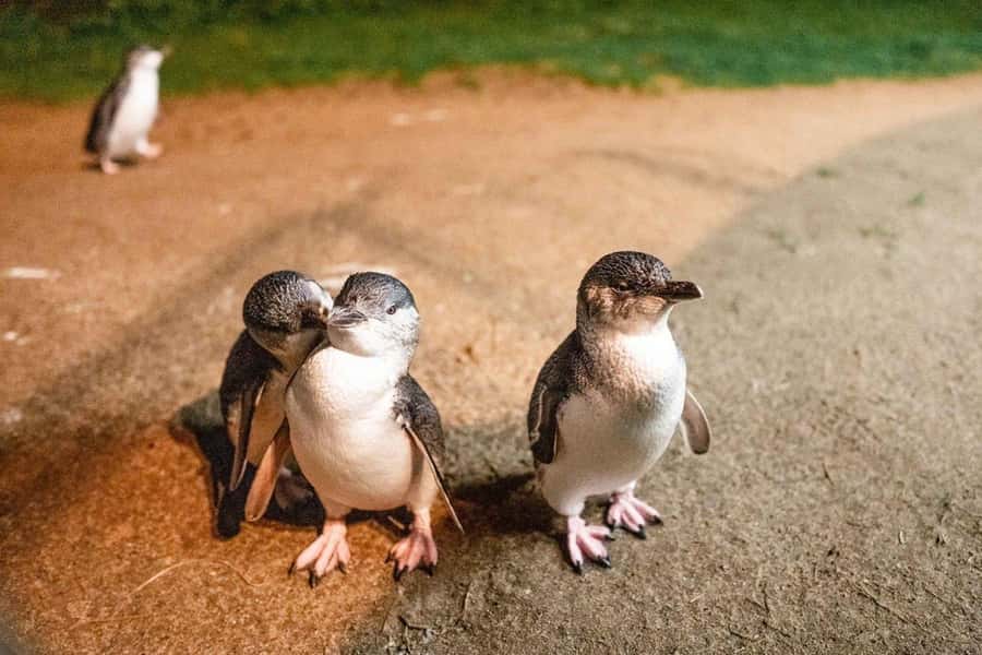 Melbourne: Boutique Phillip Island Wine, Dine & Penguin Tour - Why the Penguin Parade is worth the long day