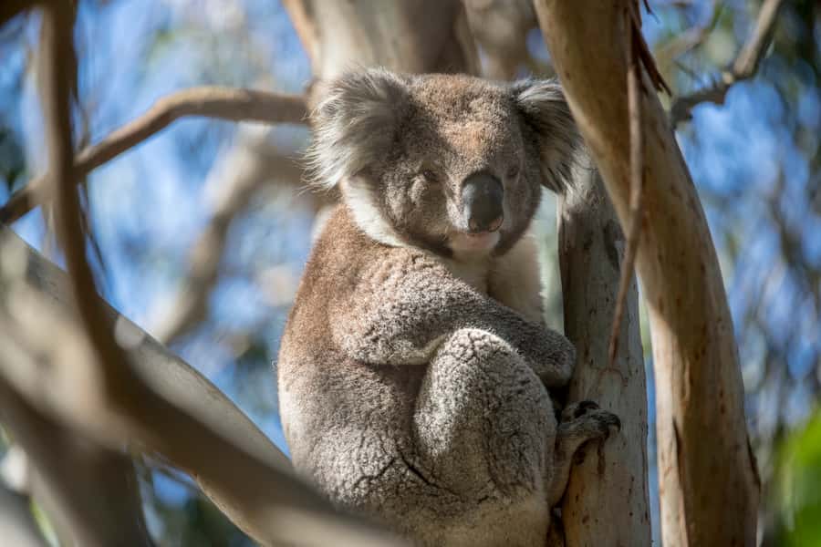 Melbourne: French and Phillip Island Wildlife Expedition - Key points to know before you book