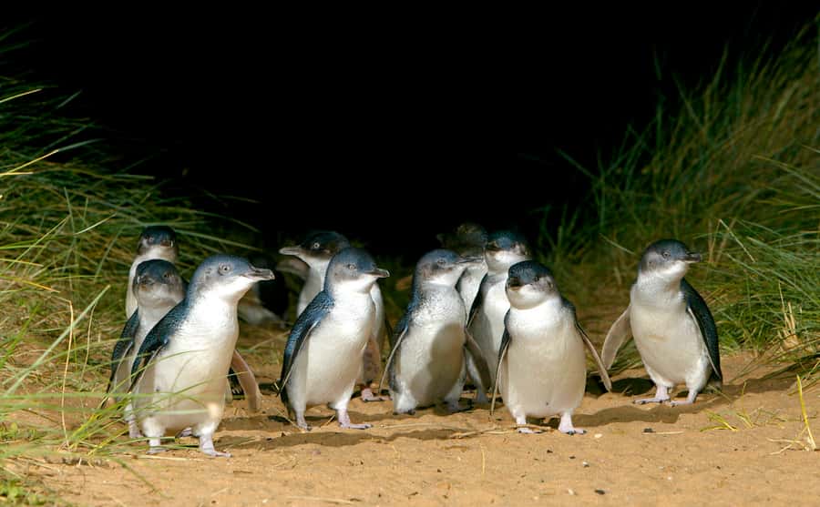 Melbourne: French and Phillip Island Wildlife Expedition - French Island begins with a ferry and a change of pace