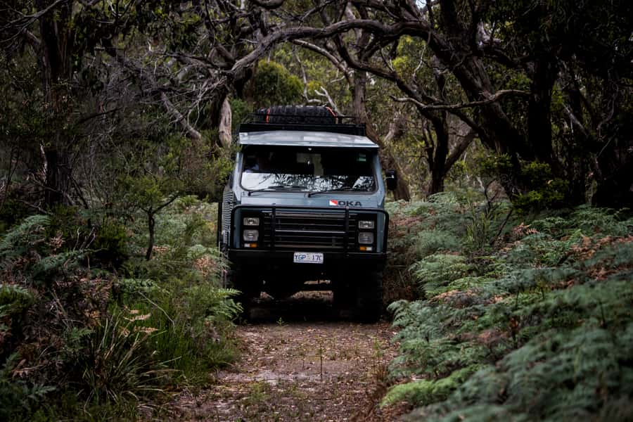Melbourne: French and Phillip Island Wildlife Expedition - At the Nobbies, cliffs and ocean replace the forest