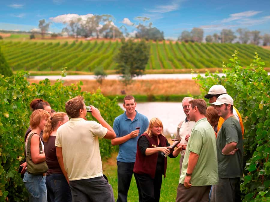 Melbourne: Full-Day Yarra Valley Wine Experience with Lunch - Key points at a glance