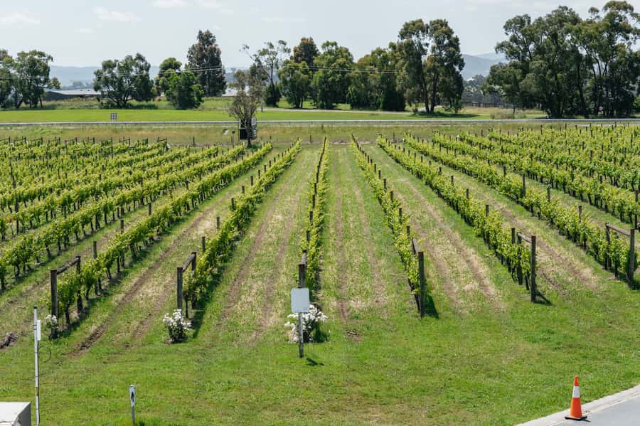 Melbourne: Full-Day Yarra Valley Wine Experience with Lunch - How much wine will you actually taste?