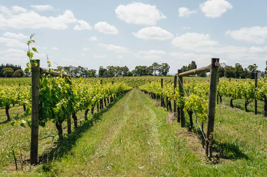 Melbourne: Full-Day Yarra Valley Wine Experience with Lunch - 9:30 a.m. departure from the Immigration Museum