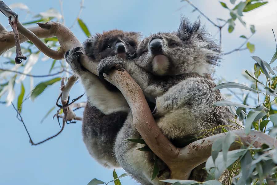 Melbourne: Great Ocean Road & Rainforest Trip - Key points at a glance