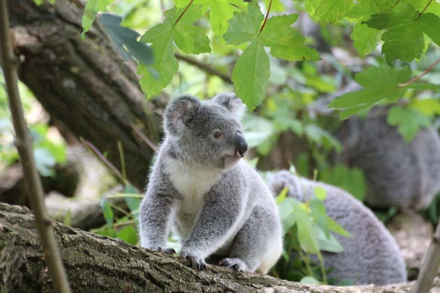 Melbourne: Great Ocean Road to 12 Apostles via the Coastline - Apollo Bay is the main meal break