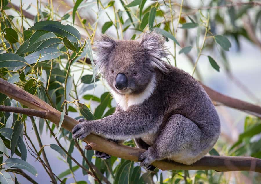Melbourne: Great Ocean Road & Wildlife Tour for Backpackers - Why this Great Ocean Road trip works for backpackers