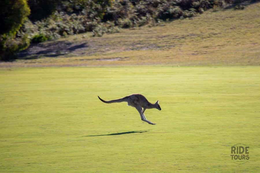 Melbourne: Great Ocean Road & Wildlife Tour for Backpackers - Rainforest, lookouts, and coastal towns