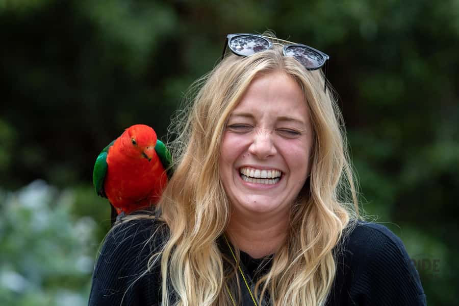 Melbourne: Great Ocean Road & Wildlife Tour for Backpackers - The guide makes or breaks the long drive