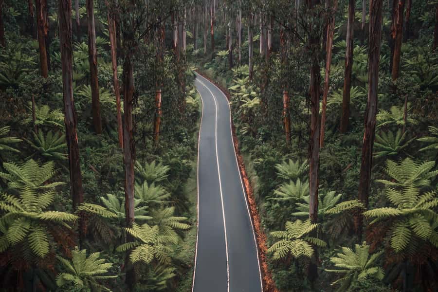 Melbourne: Lake Mountain Snow Day and Waterfalls & Chocolate - Black Spur Road is part of the experience
