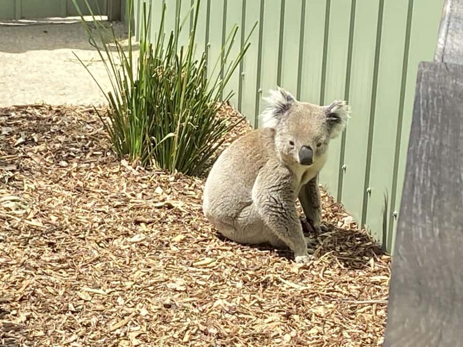 Melbourne: Moonlit Sanctuary and Brighton Beach Boxes Tour - Making the most of the two-hour visit