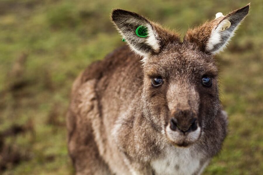 Melbourne: Mornington Peninsula & Hot Springs Tour 8 pax max - Is $184 a fair price?