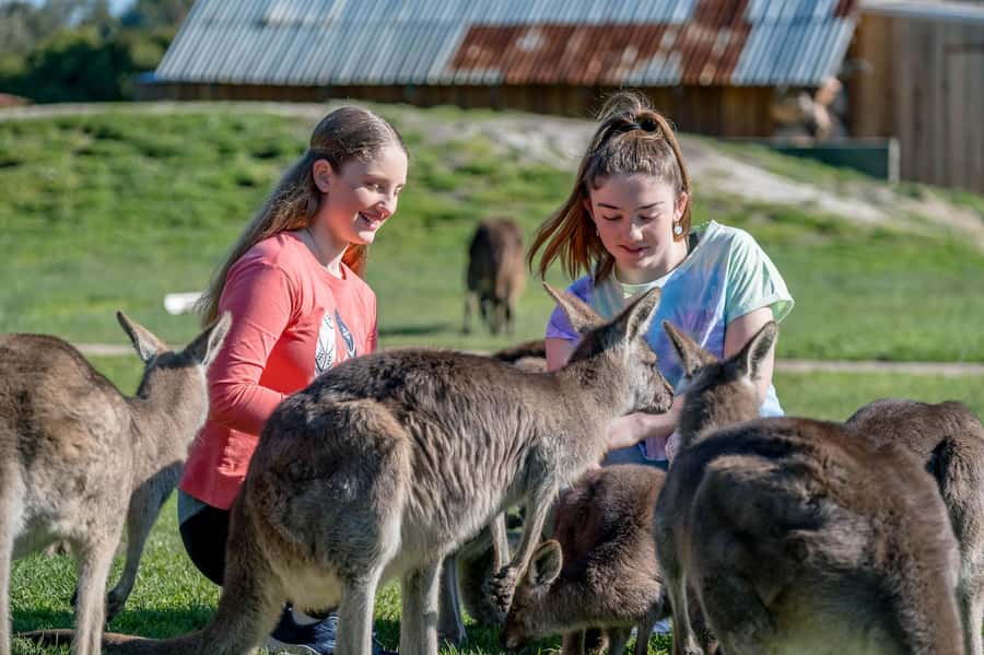 Melbourne: Penguin Parade Tour with Puffing Billy Train Ride - Key points to know before you book