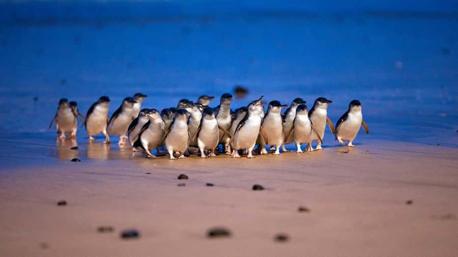 Melbourne: Penguin Parade Tour with Puffing Billy Train Ride - Why this tour works as a big Melbourne day out