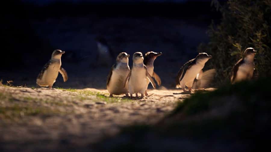 Melbourne: Penguin Parade Tour with Puffing Billy Train Ride - The Nobbies viewpoint and Phillip Island’s wild coast