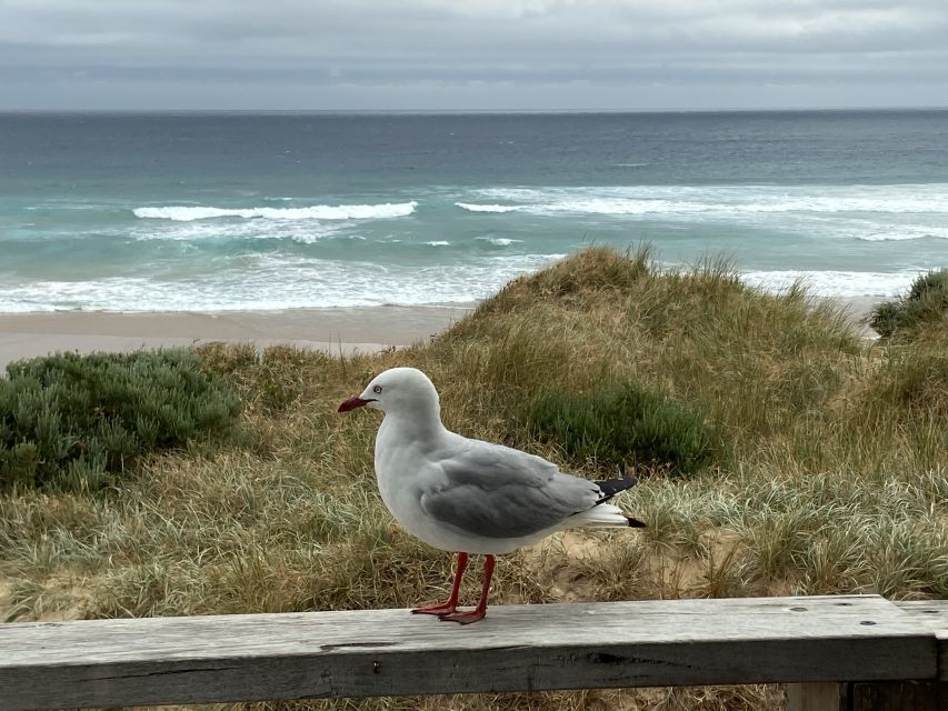 Melbourne: Phillip Island Tour & Penguin Parade - The Nobbies and Seal Rock show Phillip Island’s wild side