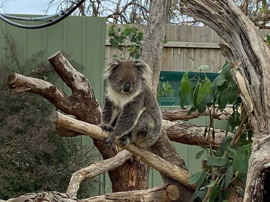 Melbourne: Phillip Island Tour & Penguin Parade - The evening at Penguin Parade