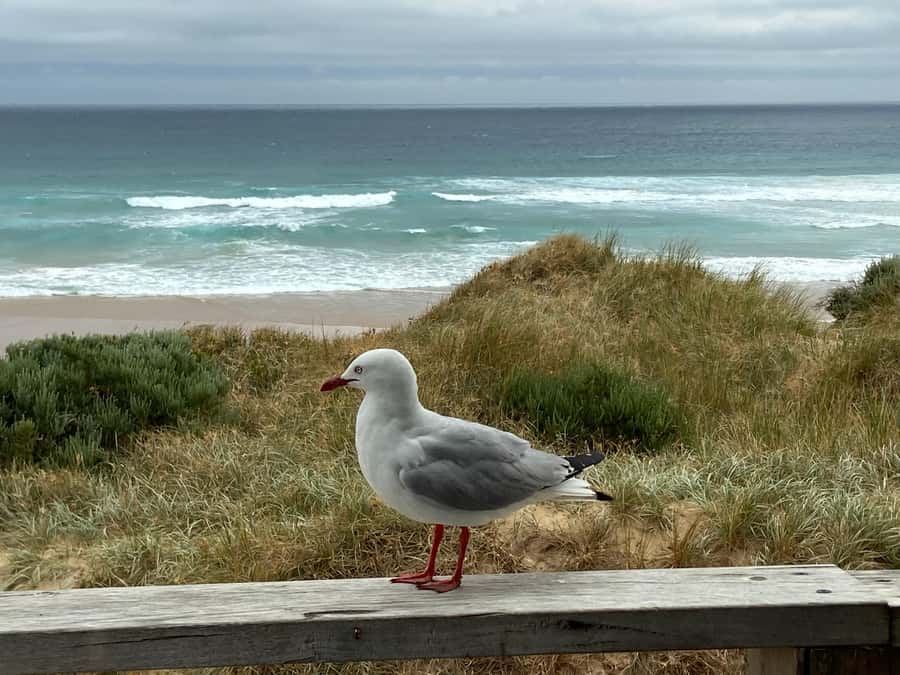 Melbourne: Phillip Island Tour & Penguin Parade - Meals, timing, and what to carry