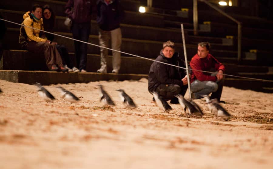 Melbourne: Phillip Island Tour & Penguin Parade - Moonlit Sanctuary starts the animal day