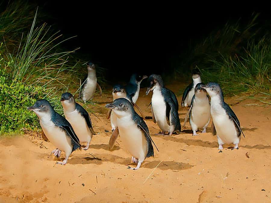 Melbourne: Phillip Island Tour w/ Hop-on Bus or Seal Cruise - Key things to know before you book