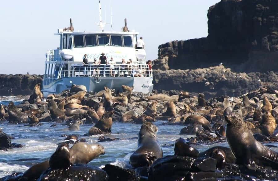 Melbourne: Phillip Island Tour w/ Hop-on Bus or Seal Cruise - The Explorer Route: more stops, more freedom
