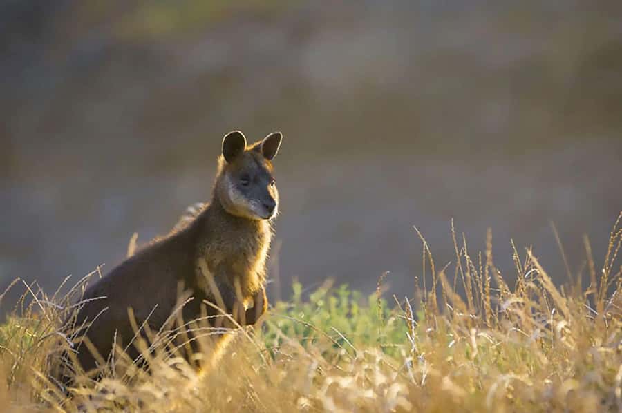 Melbourne: Phillip Island Tour w/ Hop-on Bus or Seal Cruise - The Nobbies at golden hour