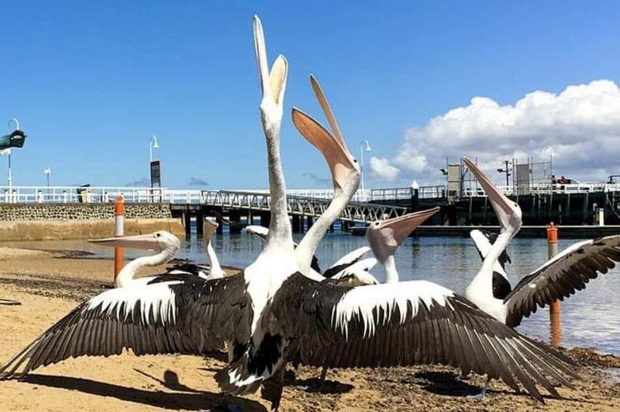 Melbourne: Phillip Island Tour w/ Hop-on Bus or Seal Cruise - Choosing the best route for your interests
