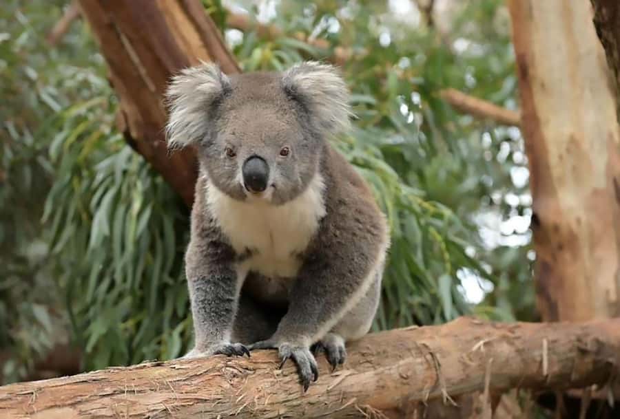 Melbourne: Phillip Island Tour w/ Hop-on Bus or Seal Cruise - What to pack for the island