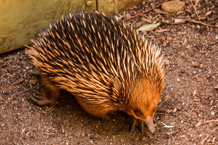 Melbourne: Puffing Billy & Healesville Sanctuary Scenic Tour - Key points to know before booking