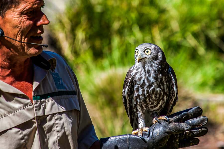 Melbourne: Puffing Billy & Healesville Sanctuary Scenic Tour - Why this day trip works so well from Melbourne