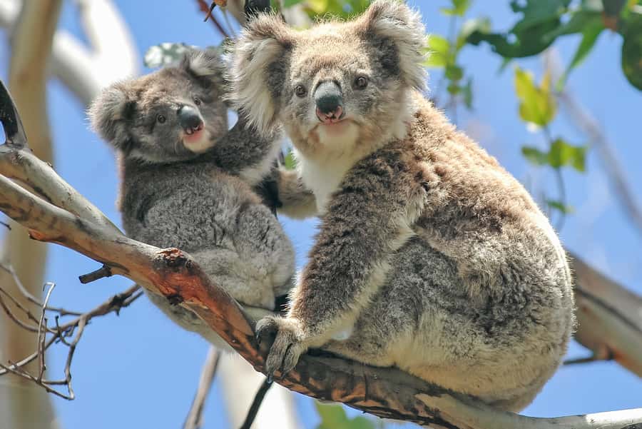 Melbourne: Puffing Billy & Healesville Sanctuary Scenic Tour - Taking a proper pause at Emerald Lake