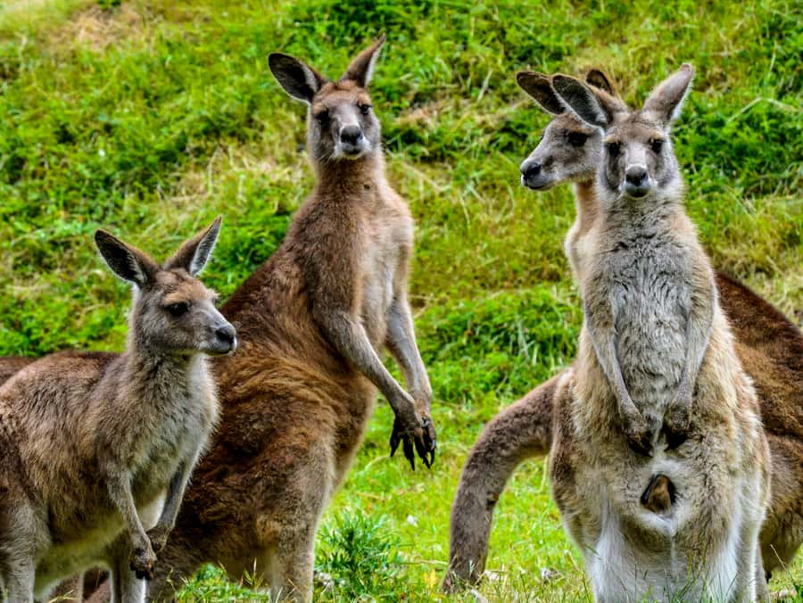 Melbourne: Puffing Billy & Healesville Sanctuary Scenic Tour - Meeting Australian wildlife at Healesville Sanctuary