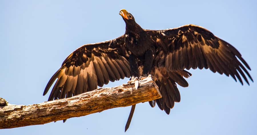 Melbourne: Puffing Billy & Healesville Sanctuary Scenic Tour - Who should book this Puffing Billy tour?