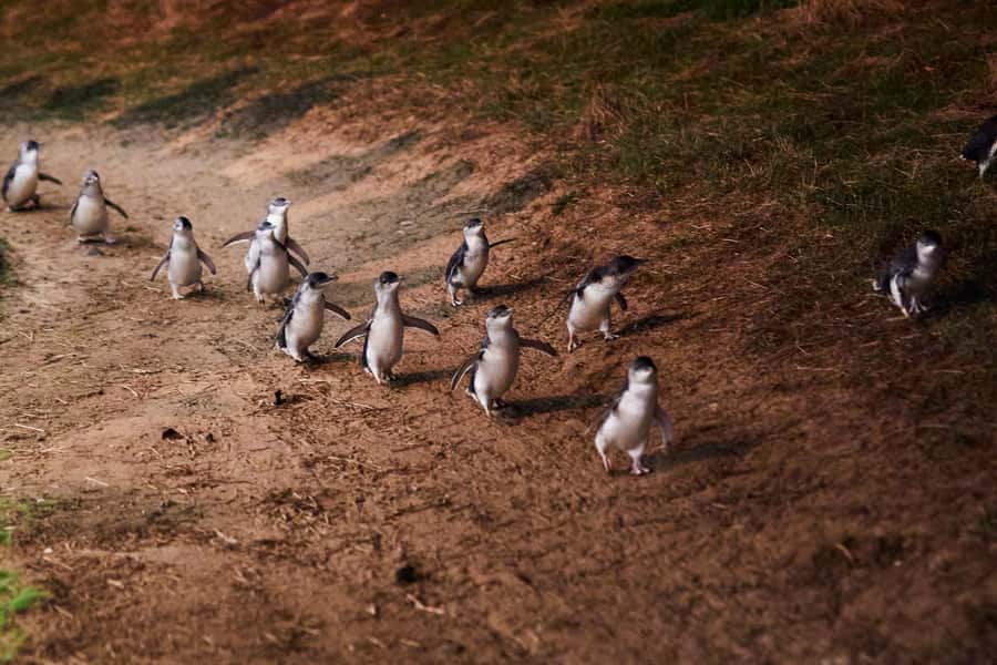 Melbourne: Puffing Billy Penguin Parade Brighton Boxes Tour - Guides, languages, and the feel of the ride