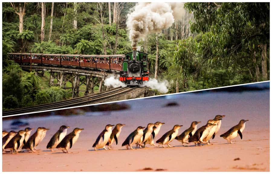 Melbourne: Puffing Billy Railway & Penguin Parade Day Tour - Why this makes a memorable Melbourne day