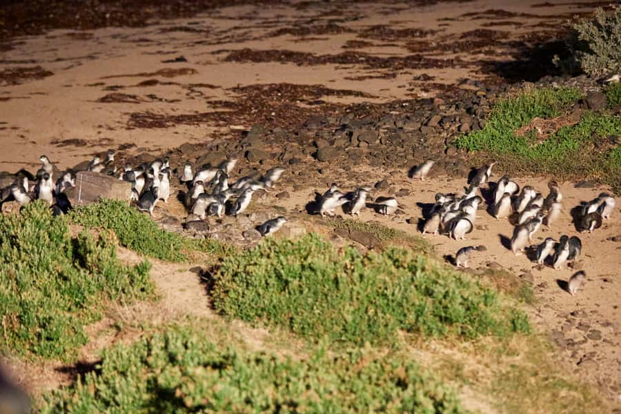 Melbourne: Puffing Billy Railway & Penguin Parade Day Tour - Who should book this tour?