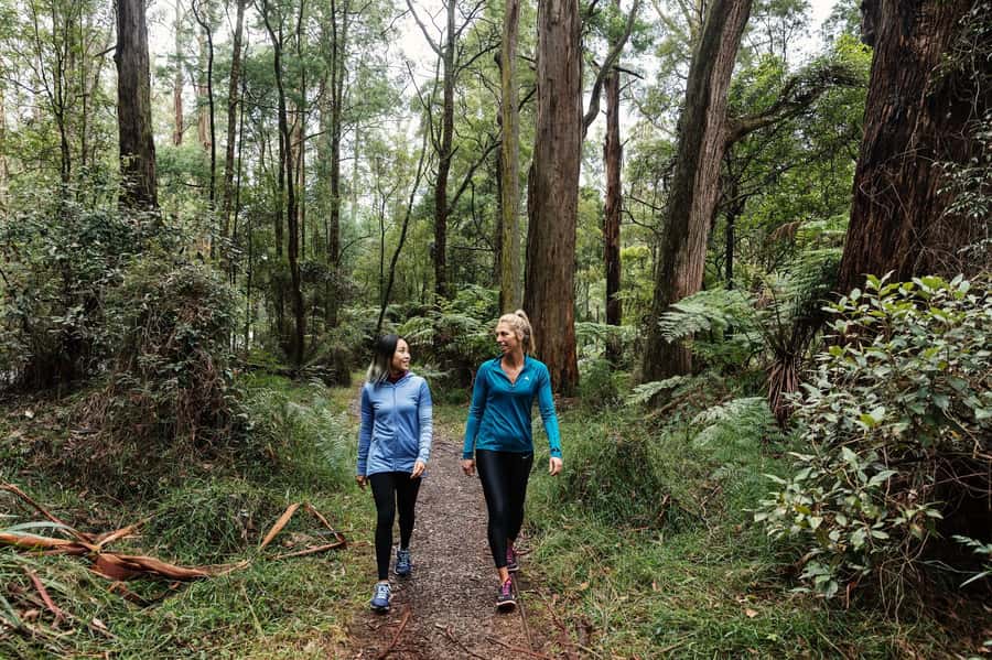 Melbourne: Puffing Billy Railway & Rainforest Tour - One hour through trees and over wooden bridges