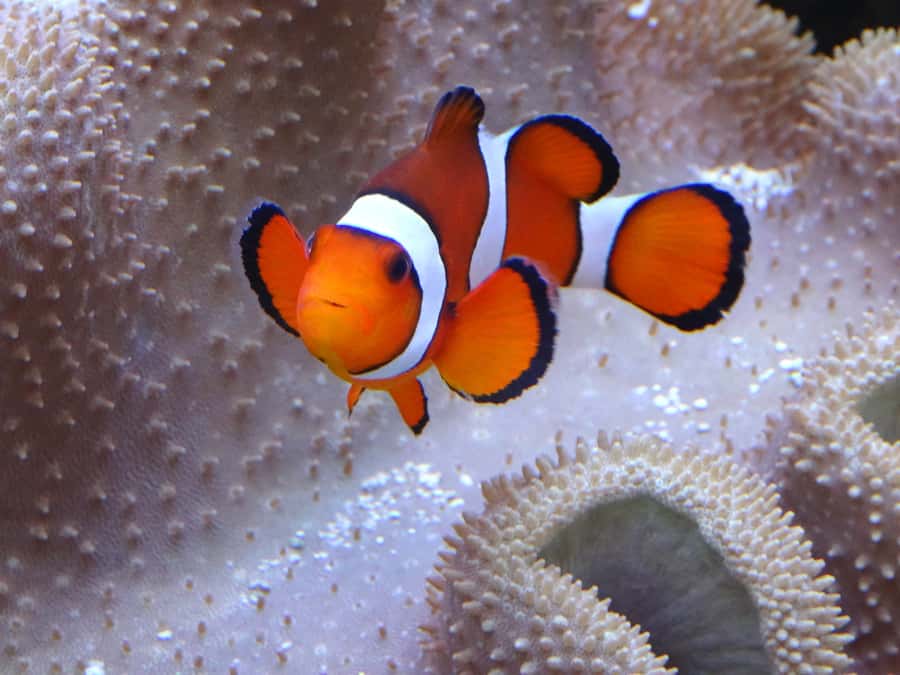 Melbourne: SEA LIFE Aquarium Entrance Ticket - How long should you plan to stay?