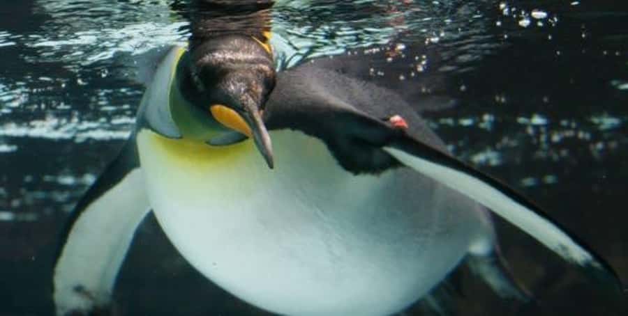 Melbourne: SEA LIFE Aquarium Entrance Ticket - Bay of Rays brings the animals close