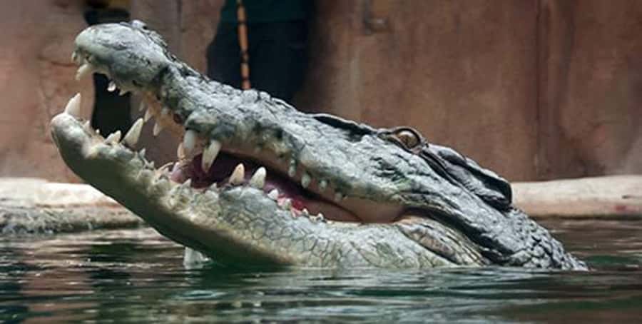 Melbourne: SEA LIFE Aquarium Entrance Ticket - Pinjarra is the aquarium’s heavyweight attraction