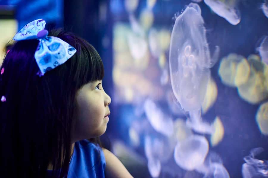 Melbourne: SEA LIFE Aquarium Entrance Ticket - Ocean Invaders changes the pace with jellyfish